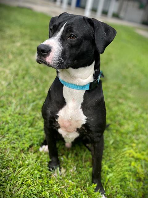 adoptable Dog in Naples, FL named BUCKY