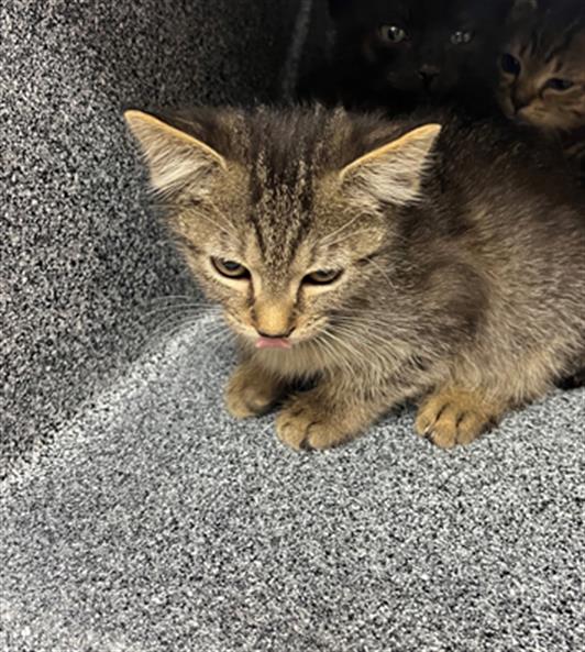 adoptable Cat in Naples, FL named ALI