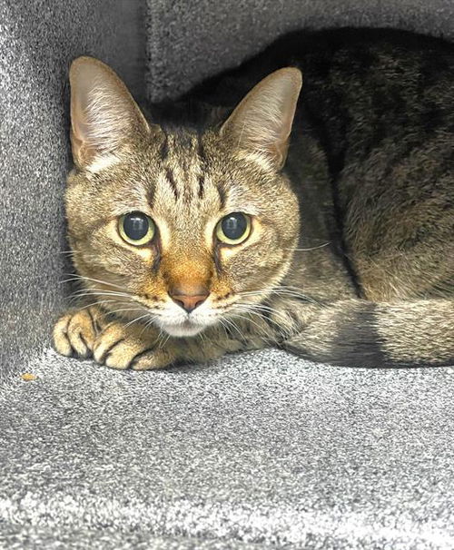 picture of the cat needing adoption