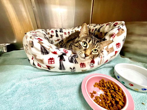 picture of the cat needing adoption