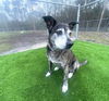 adoptable Dog in  named MONICA