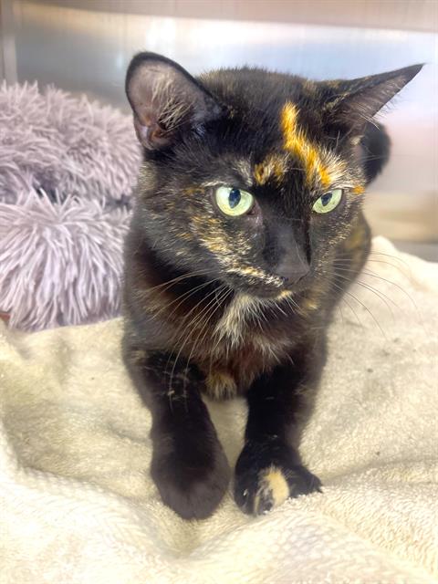 picture of the cat needing adoption