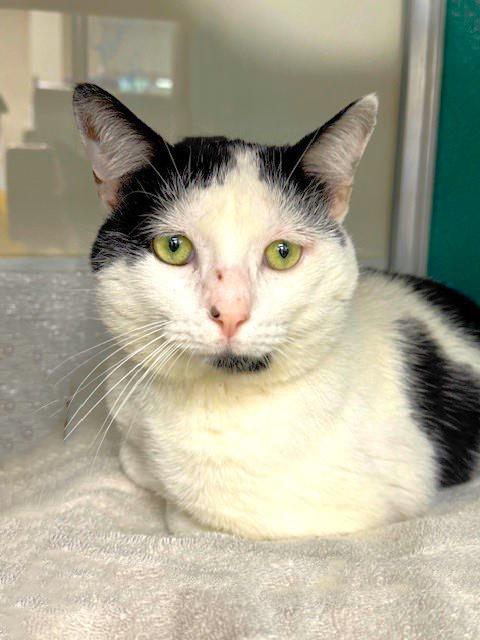 picture of the cat needing adoption