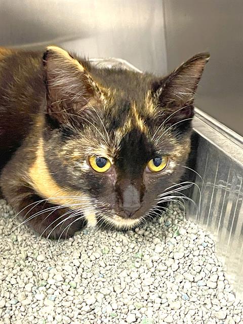 picture of the cat needing adoption