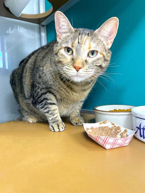 picture of the cat needing adoption