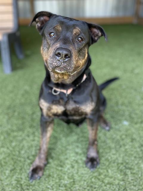 picture of the dog needing adoption