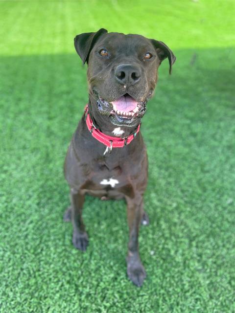 picture of the dog needing adoption