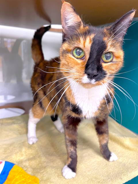 picture of the cat needing adoption