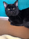 adoptable Cat in , FL named BLACKJACK