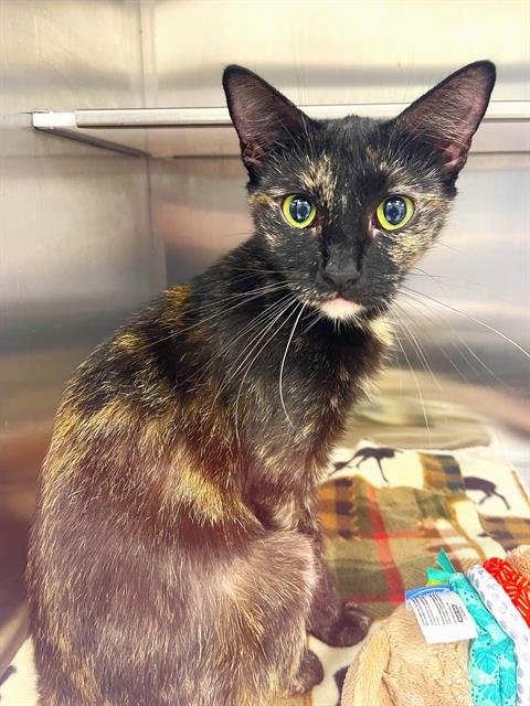 picture of the cat needing adoption