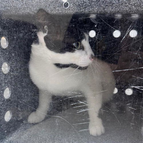 picture of the cat needing adoption