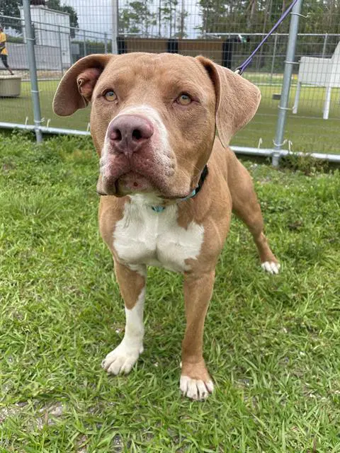 Grits - Pit Bull Terrier