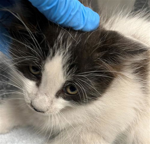 picture of the cat needing adoption