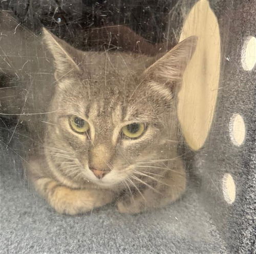 picture of the cat needing adoption