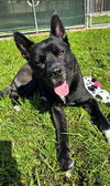 adoptable Dog in  named BEAR