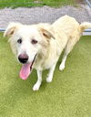 adoptable Dog in  named AVALANCHE