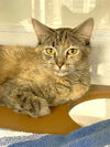 adoptable Cat in  named FIORE