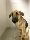 adoptable Dog in , FL named BISCAYNE