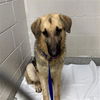 adoptable Dog in  named JASPER