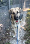 JASPER - Photo 1