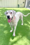 adoptable Dog in , FL named BLANCA