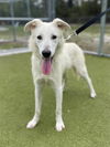 adoptable Dog in , FL named BLIZZARD