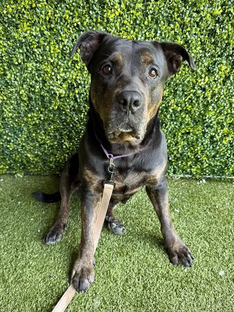 Tammy - Rottweiler