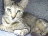 adoptable Cat in Naples, FL named ANNIE