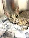 adoptable Cat in Naples, FL named HALLIE