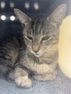 adoptable Cat in Naples, FL named SMITH