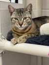 adoptable Cat in Naples, FL named CHERI