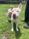 adoptable Dog in  named GUS