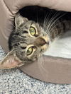 adoptable Cat in Naples, FL named MAGNOLIA