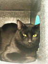 adoptable Cat in Naples, FL named MARLEY
