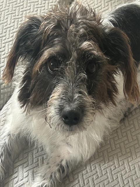 adoptable Dog in Naples, FL named NELLIE