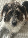 adoptable Dog in Naples, FL named NELLIE