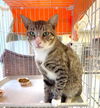 adoptable Cat in Naples, FL named STERLING