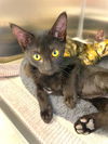 adoptable Cat in Naples, FL named PETER MURPHY