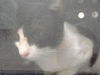 adoptable Cat in Naples, FL named MAX