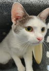 adoptable Cat in Naples, FL named JOJO