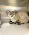adoptable Cat in Naples, FL named GRIZABELLA