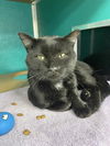 adoptable Cat in Naples, FL named GOOBER