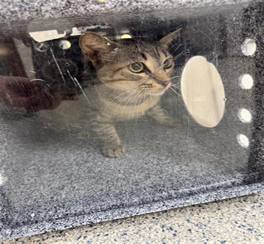 adoptable Cat in Naples, FL named A297375