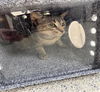 adoptable Cat in Naples, FL named A297375