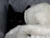 adoptable Cat in Naples, FL named A297432