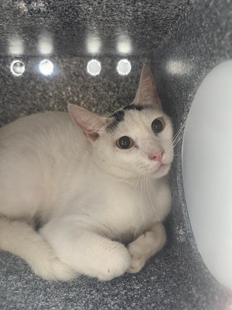 adoptable Cat in Naples, FL named SIMON