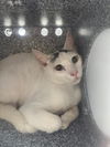 adoptable Cat in Naples, FL named SIMON