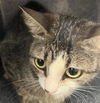 adoptable Cat in Naples, FL named BETTY