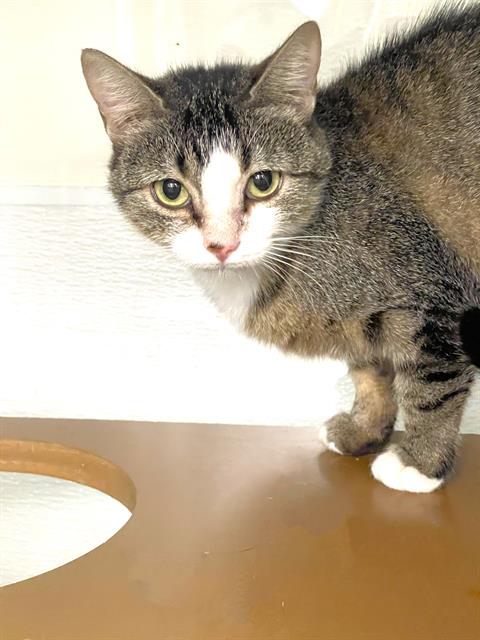 adoptable Cat in Naples, FL named BETTY
