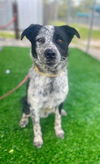 adoptable Dog in Naples, FL named TETON